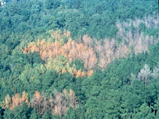 Healthy Forest